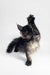 Adorable Maine Coon kitten standing on hind legs with paw raised, super cute pose!