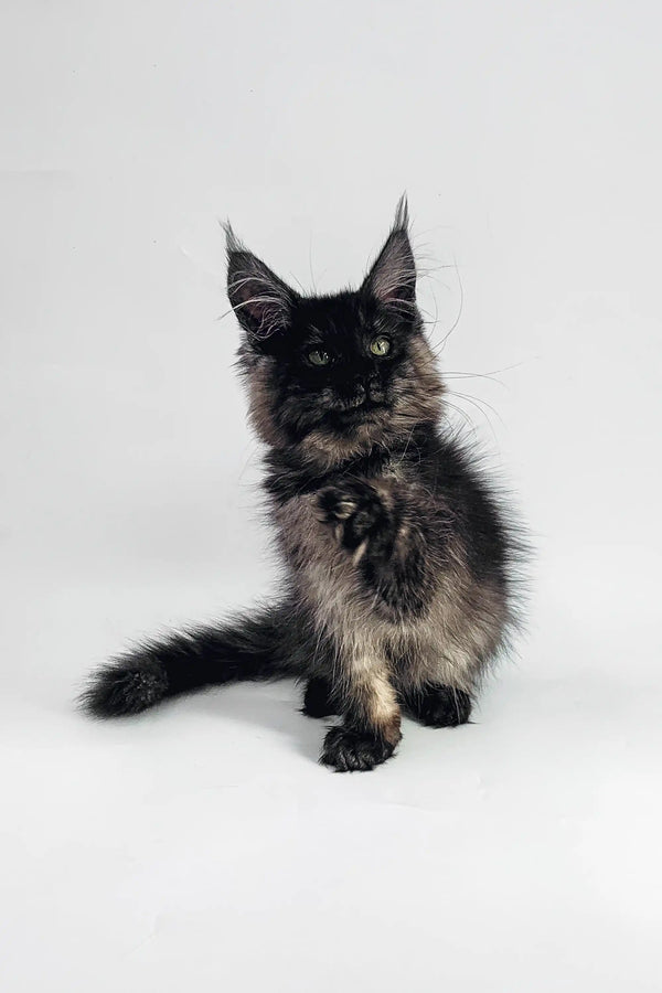 Fluffy black and gray Maine Coon kitten with pointed ears and a long tail for Afina