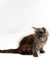 Long-haired gray Maine Coon kitten sitting with tail curled around its body