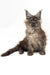 Long-haired gray Maine Coon cat sitting upright for Afina Maine Coon Kitten product