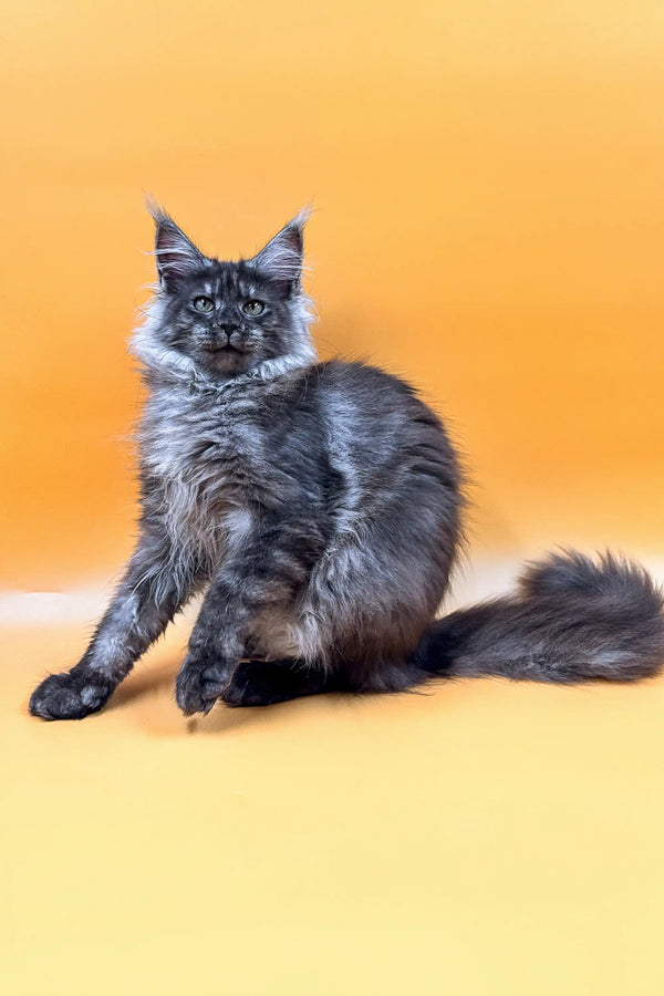 Long-haired gray Maine Coon kitten with a fluffy tail sitting pretty