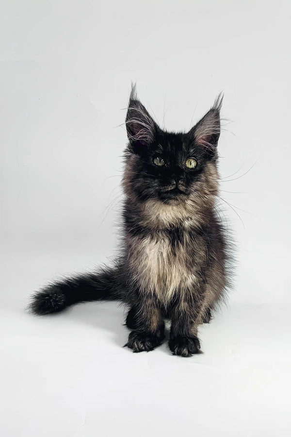 Adorable Maine Coon kitten with fluffy black and gray fur and big alert ears