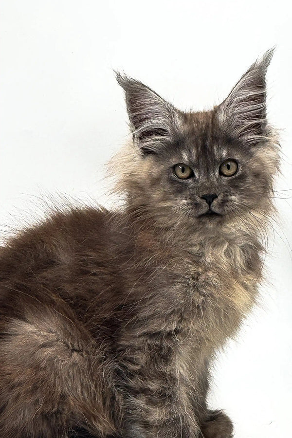 Long-haired gray Maine Coon kitten with tufty ears and an alert expression
