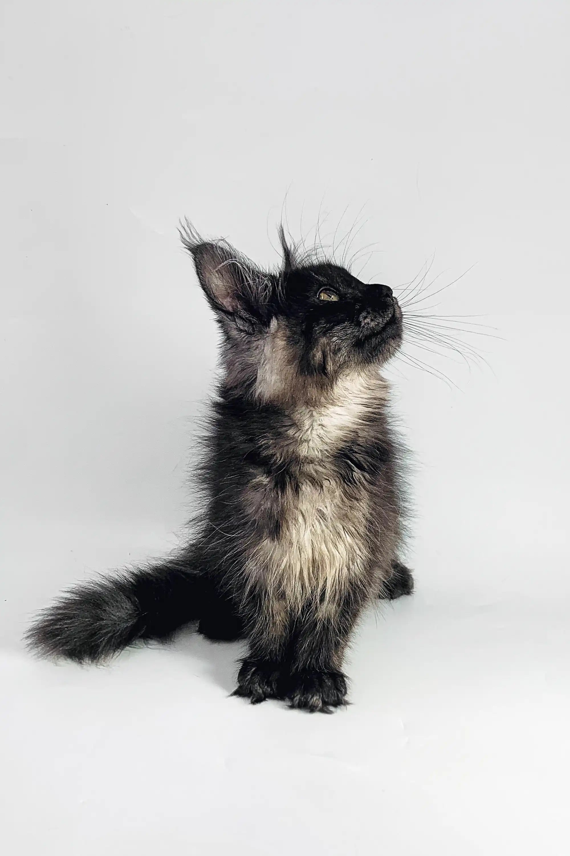 Maine Coon Kittens for Sale Afina | Kitten