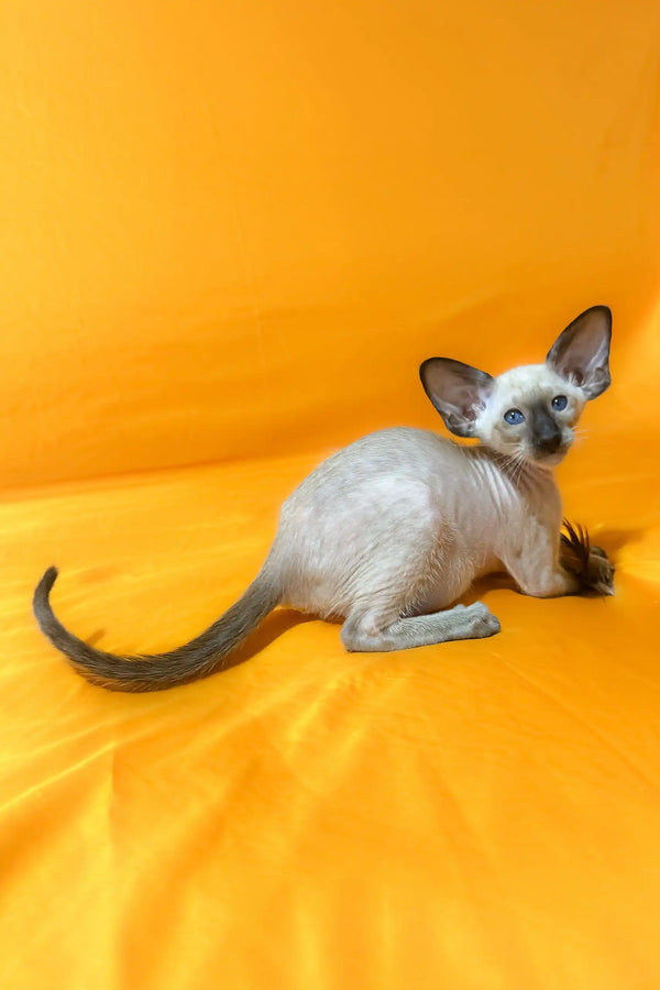 Adorable Afina, an Oriental Shorthair kitten with stunning blue eyes