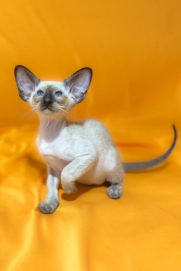 Siamese kitten with blue eyes from Afina Oriental Shorthair Kitten collection