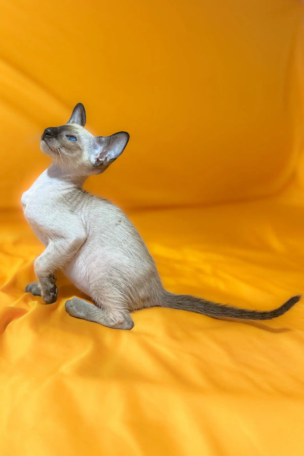 Siamese kitten with blue eyes from the Afina Oriental Shorthair Kitten collection