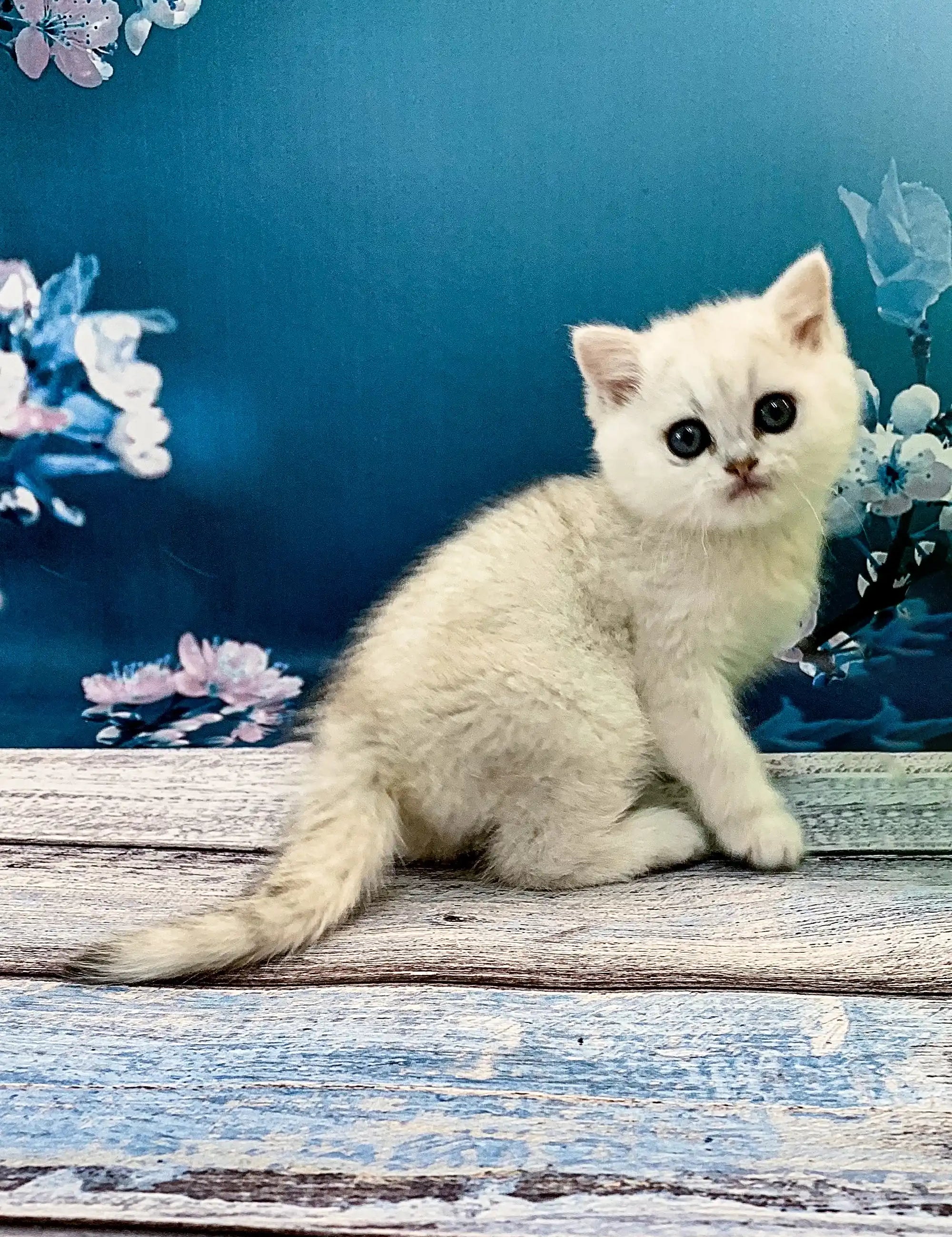 British Shorthair Kittens For Sale Afonia | Kitten