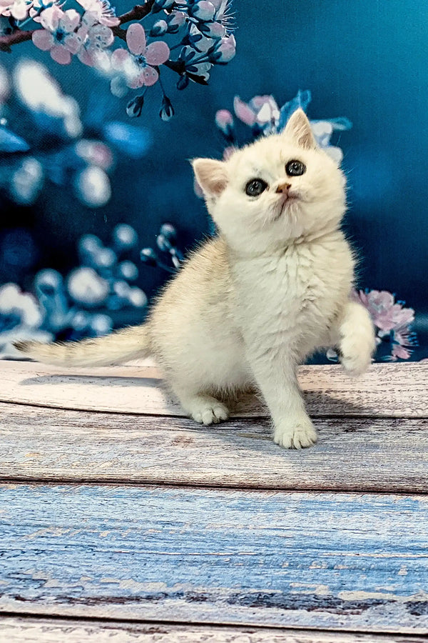 Fluffy British Shorthair kitten relaxing on wooden planks in Afonia product