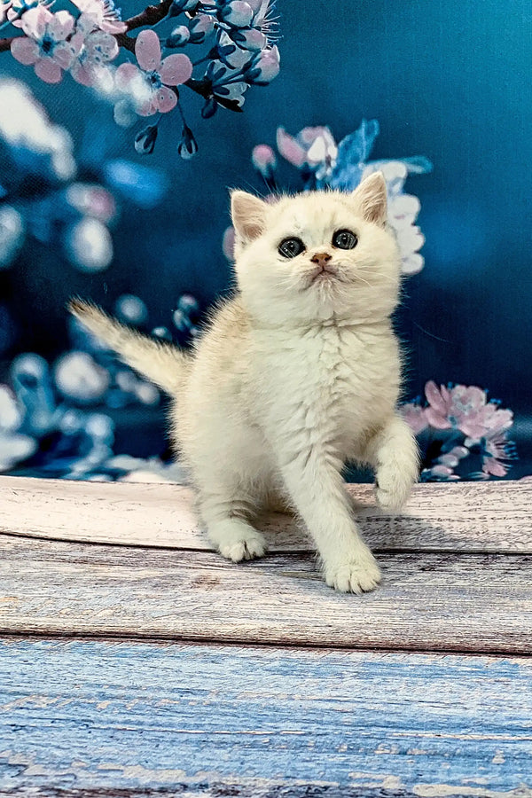Adorable British Shorthair kitten sitting on a wooden surface, perfect for Afonia