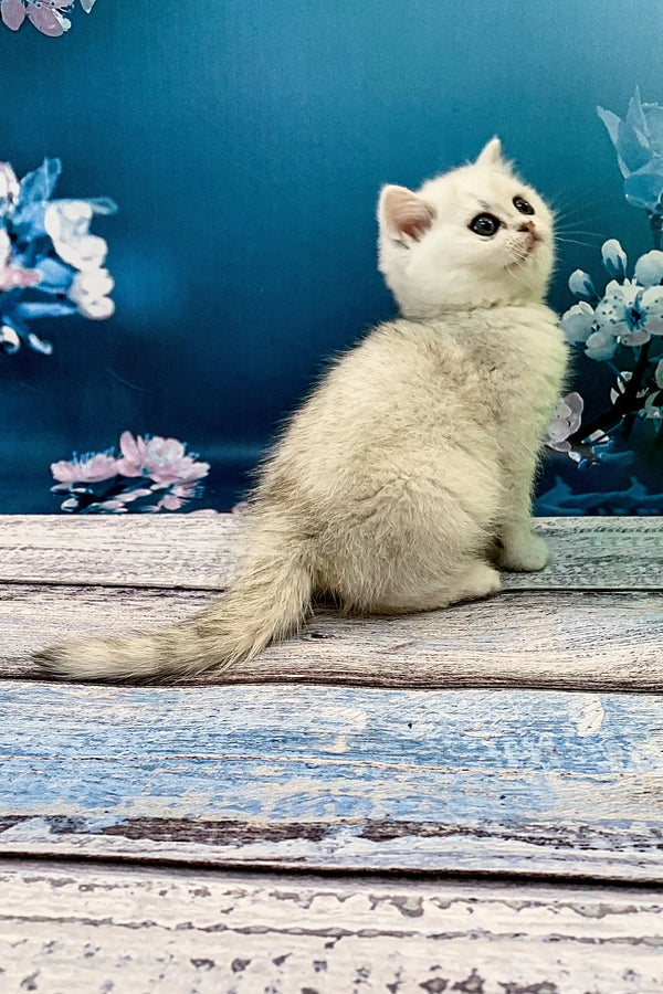 White British Shorthair kitten sitting on a rustic wooden surface for Afonia product