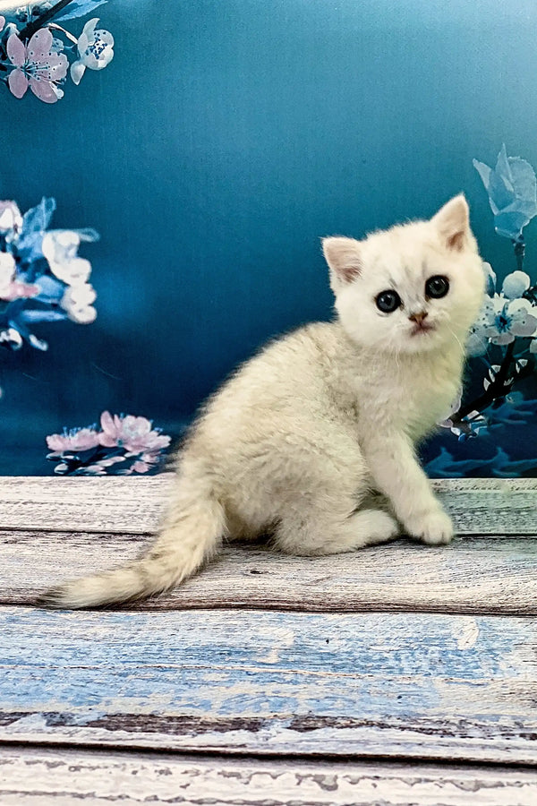 Meet Afonia Adorable British Shorthair Kitten - Main Image