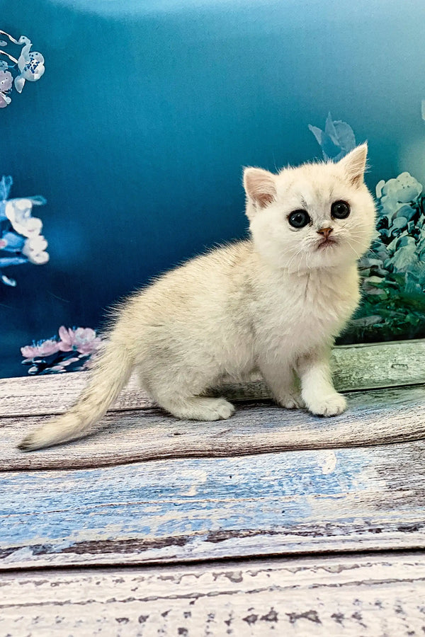 Cute White British Shorthair Kitten with Big Eyes on Wooden Surface at Afonia