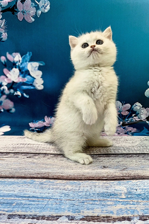 White British Shorthair kitten sitting upright with one paw raised, looking adorable