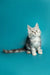 Fluffy gray and white Maine Coon kitten named Afrodita looking adorable