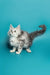 Fluffy gray Maine Coon kitten named Afrodita with a cute curled tail