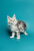 Fluffy gray and white kitten named Afrodita, a lovable Maine Coon cutie