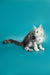 Gray and white Maine Coon kitten named Afrodita with a long fluffy tail