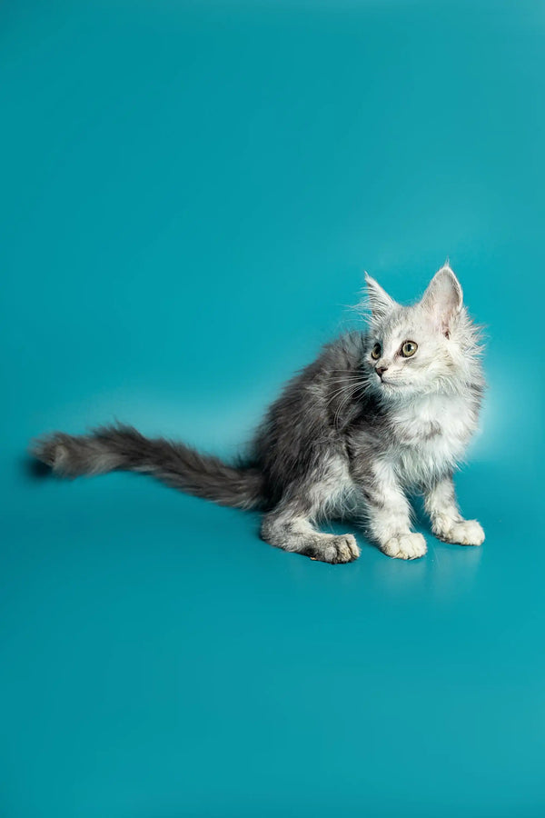 Gray and white Maine Coon kitten named Afrodita with a long fluffy tail