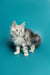 Fluffy gray kitten from Afrodita Maine Coon Kitten, super cute and playful!