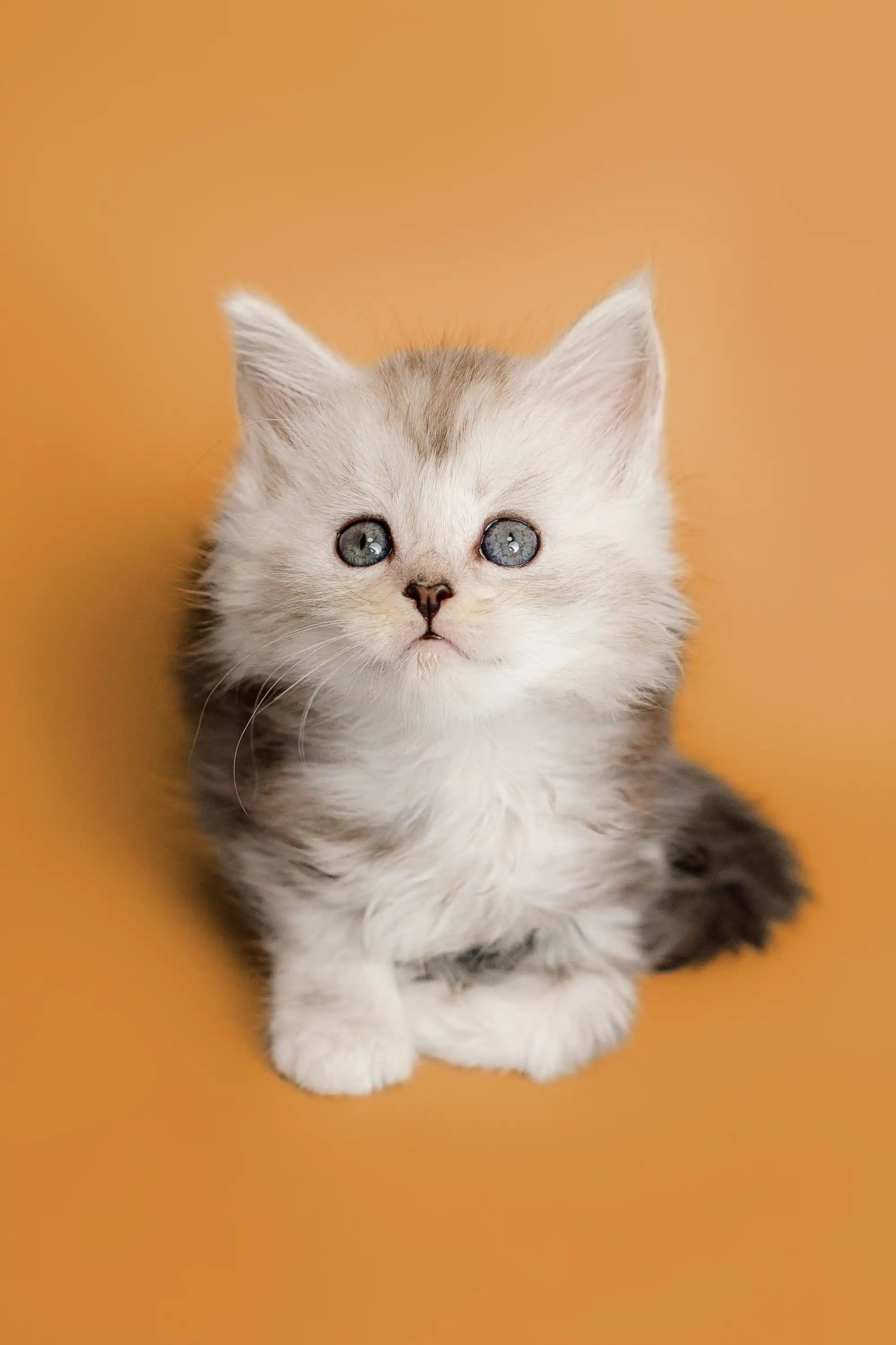 Maine Coon Kittens for Sale Afrodita | Kitten