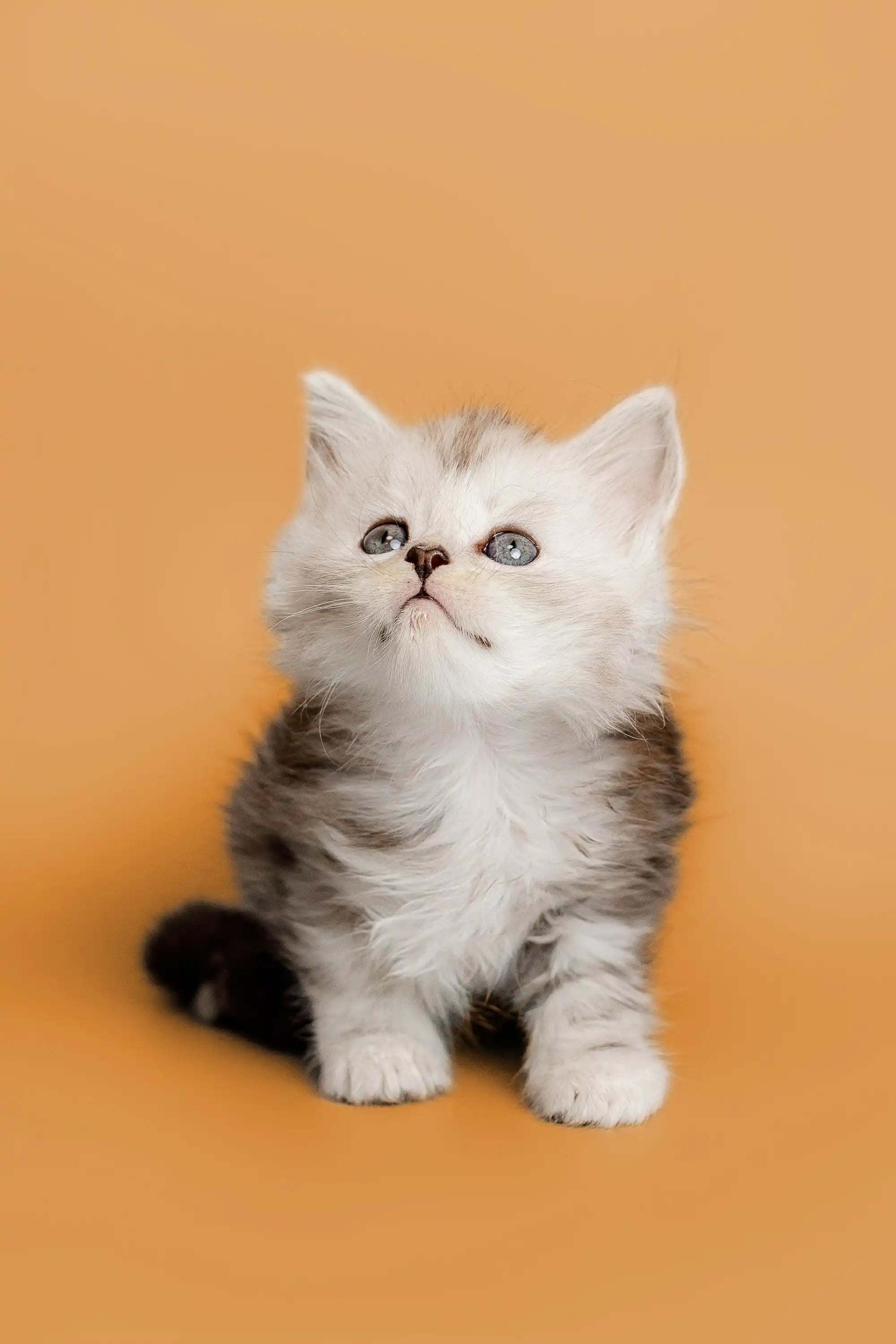 Maine Coon Kittens for Sale Afrodita | Kitten
