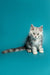 Fluffy gray kitten from Afrodita, the adorable Maine Coon Kitten product