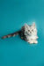 Gray and white Maine Coon kitten named Afrodita with a long tail and playful look