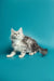 Adorable gray and white kitten from Afrodita Maine Coon Kitten collection