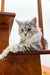 Gray tabby cat on wooden stairs, perfect for Afrodita Maine Coon Kitten lovers