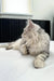 Silver tabby Maine Coon cat featured in Afrodita Maine Coon Kitten product