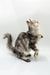 Gray tabby cat standing, perfect for showcasing the Afrodita Maine Coon Kitten