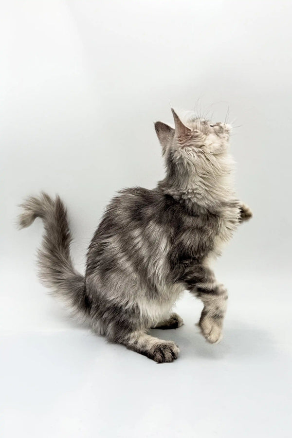 Gray tabby cat standing, perfect for showcasing the Afrodita Maine Coon Kitten