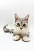 Gray and white fluffy cat in the Afrodita Maine Coon Kitten product display