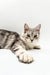 Gray tabby cat with green eyes from Afrodita Maine Coon Kitten collection