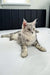 Silver tabby Maine Coon cat in Afrodita Maine Coon Kitten product image