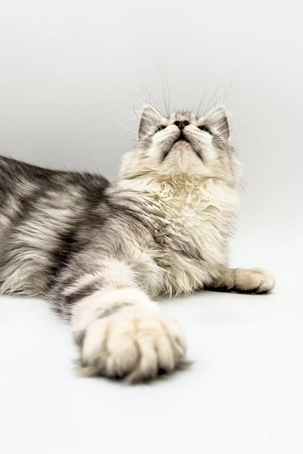 Cute gray and white fluffy Maine Coon kitten named Afrodita sitting pretty