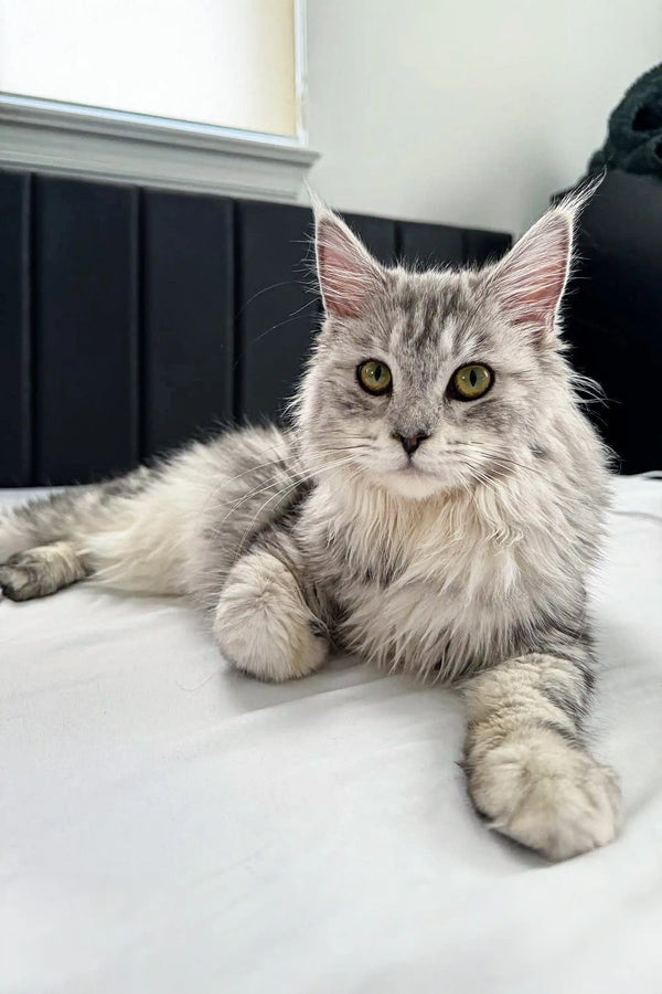 Silver tabby Maine Coon cat featured in Afrodita Maine Coon Kitten product