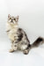 Gray and white fluffy cat featured in Afrodita Maine Coon Kitten product