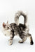 Fluffy gray and white Maine Coon kitten named Afrodita looking adorable