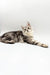 Gray tabby cat with green eyes in Afrodita Maine Coon Kitten product image