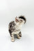 Gray and white Maine Coon kitten from Afrodita collection, super adorable and fluffy