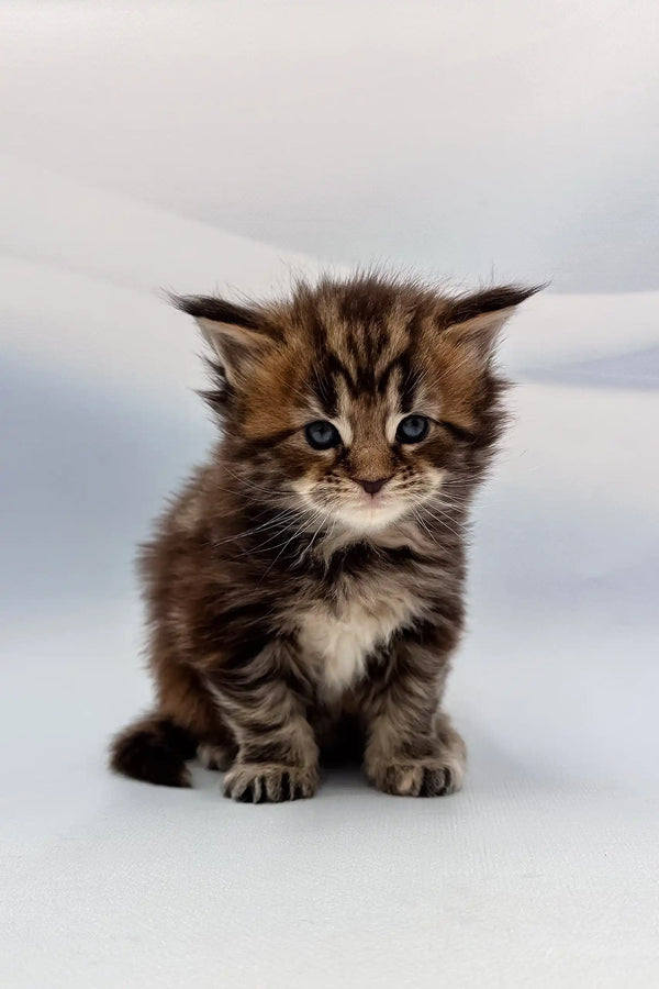 Adorable brown tabby kitten from Agasha Maine Coon Kitten collection