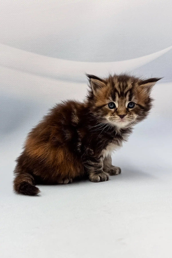 Fluffy brown tabby kitten from Agasha Maine Coon Kitten collection