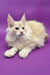 Cute Cream-colored Maine Coon cat featured in Agat Maine Coon Kitten product