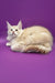 Cream-colored Maine Coon cat in Agat Maine Coon Kitten product display