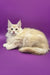 Cream-colored Maine Coon cat from the Agat Maine Coon Kitten collection