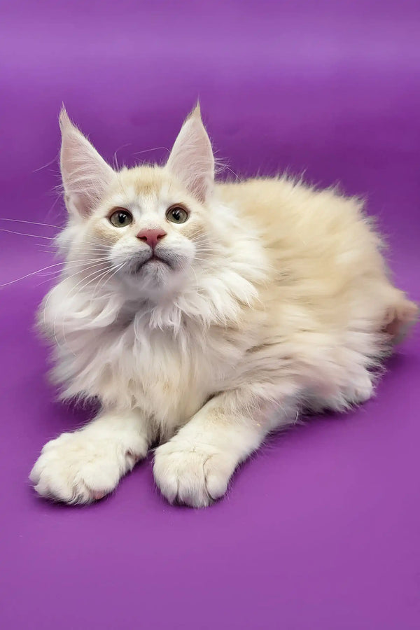 Cream-colored Maine Coon cat in the Agat Maine Coon Kitten product display