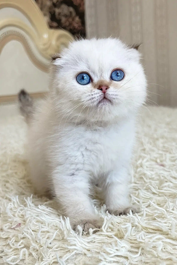 Agat | scottish fold kitten