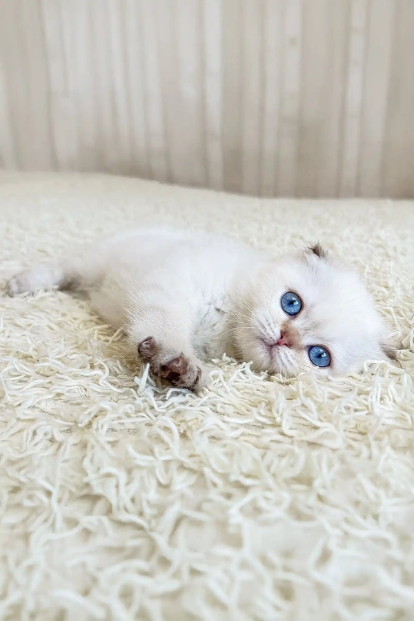 Agat | scottish fold kitten